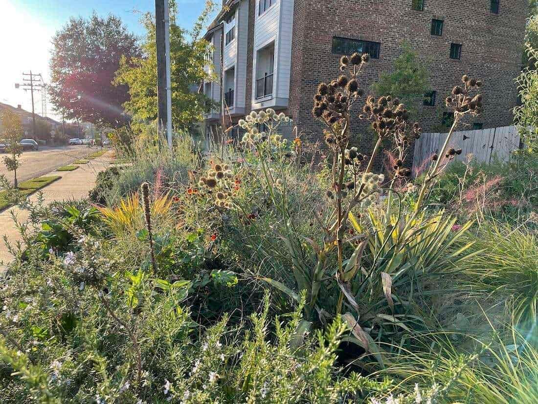 Pare de arrancar ervas daninhas: O segredo para um jardim nativo próspero