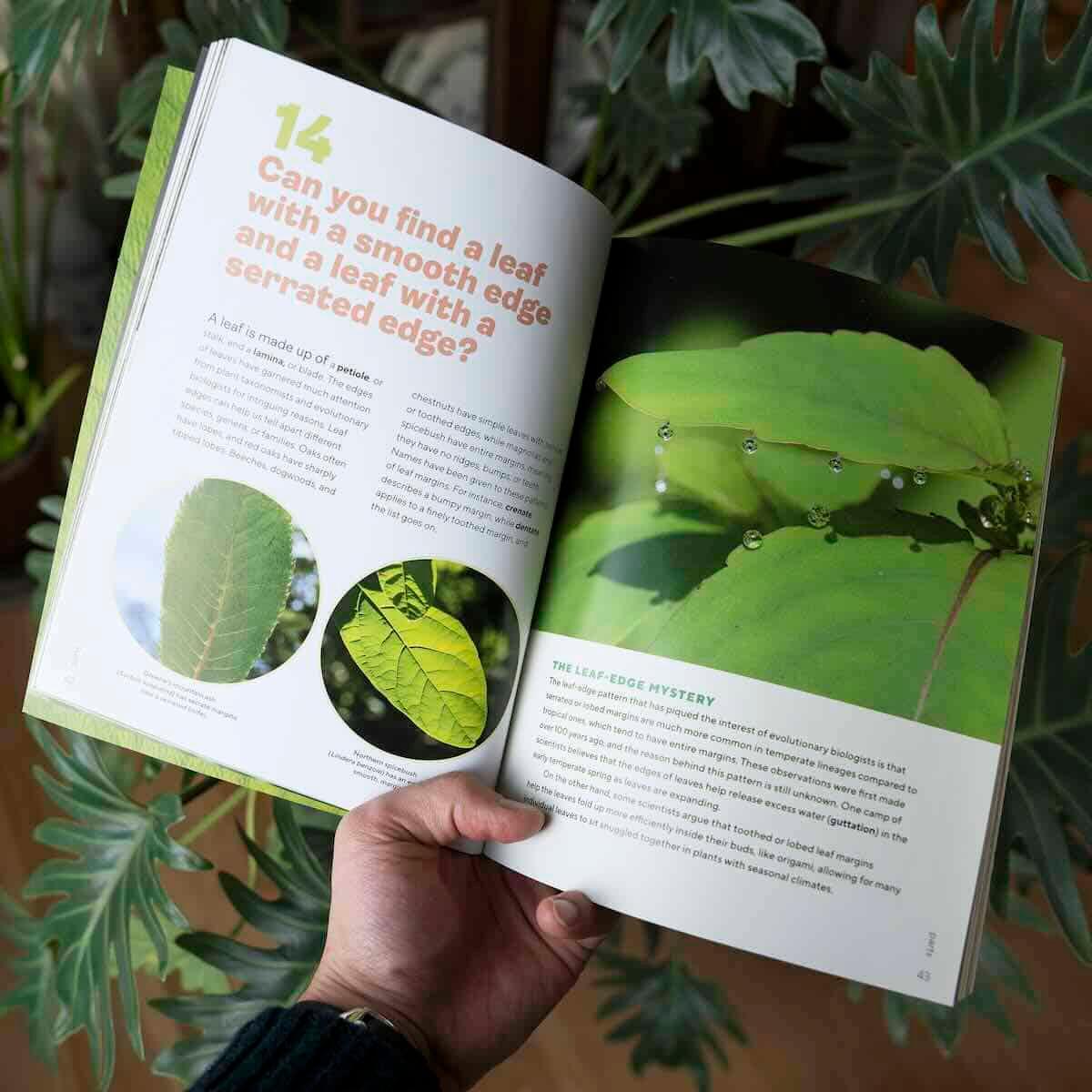 Stop Just Gardening: The Secret Art of 'Botanizing' Your Backyard