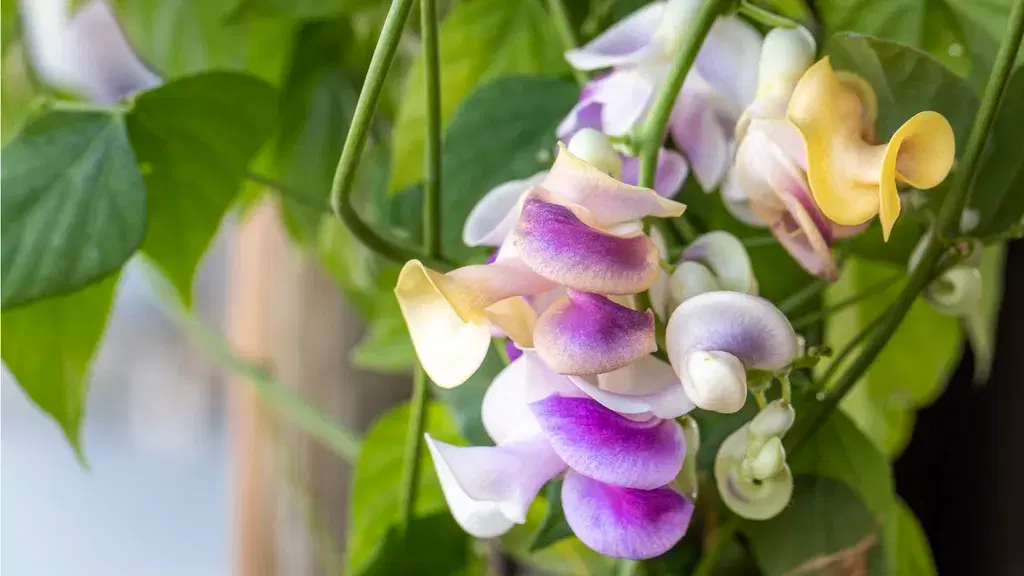 El secreto para un paraíso de colibríes: Por qué necesitas esta enredadera caracol